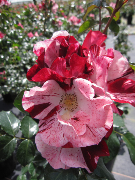 Rosa Simsalabim 3